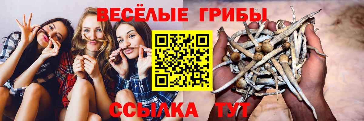 Псилоцибиновые грибы Psilocybine cubensis Первоуральск